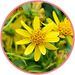 Arnica